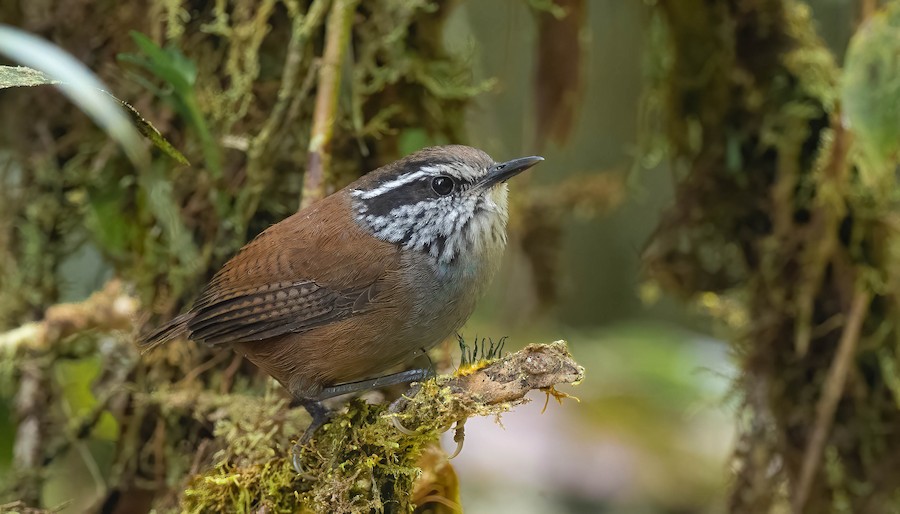 Saltapared Pecho Gris (brunneiceps) - eBird