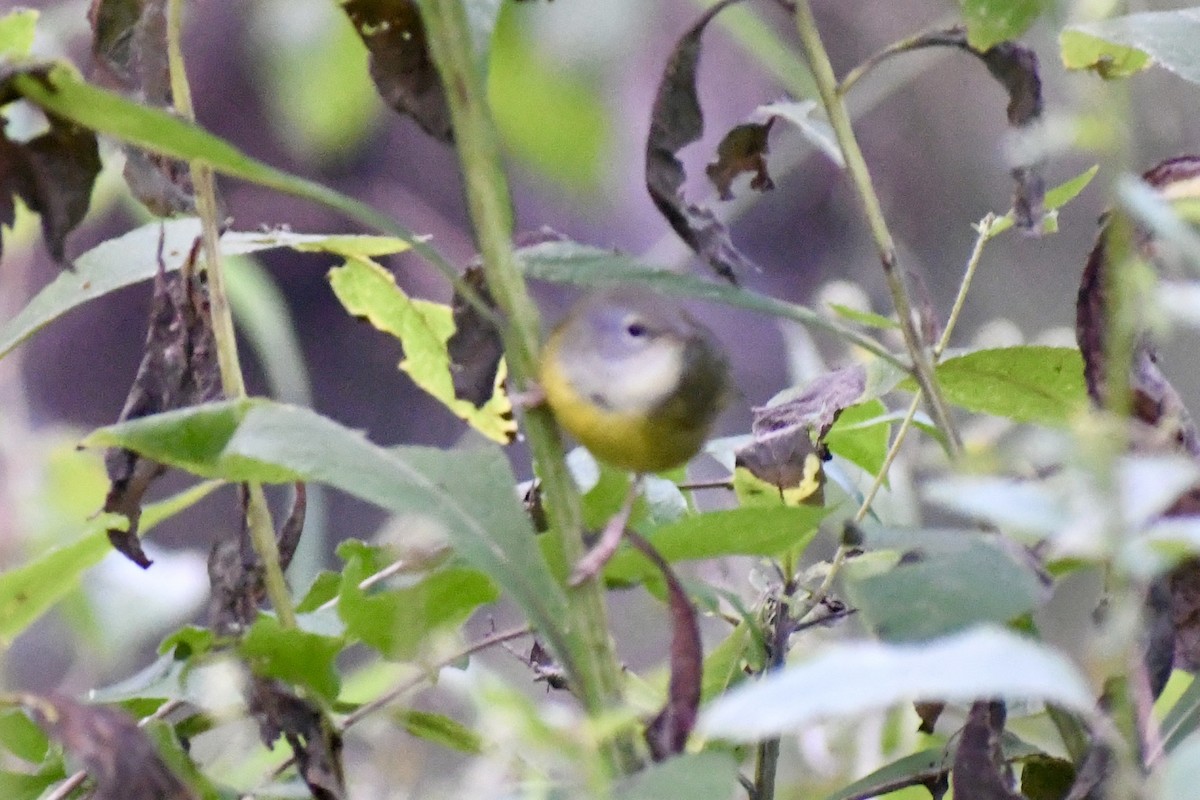 Mourning Warbler - ML609140264