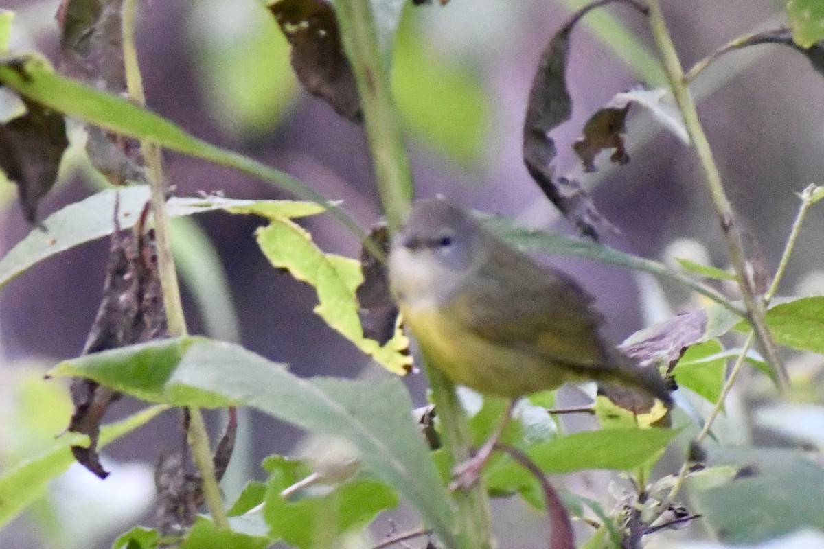Mourning Warbler - ML609140265