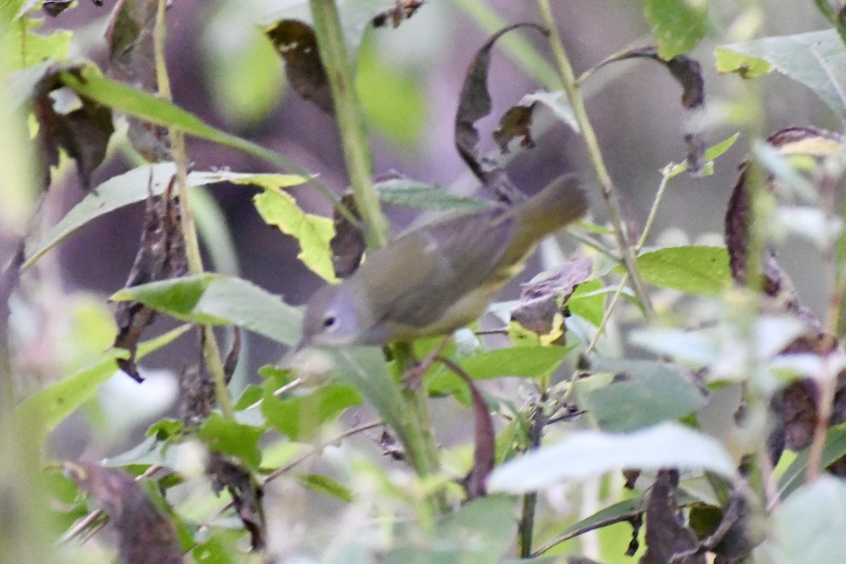 Mourning Warbler - ML609140267
