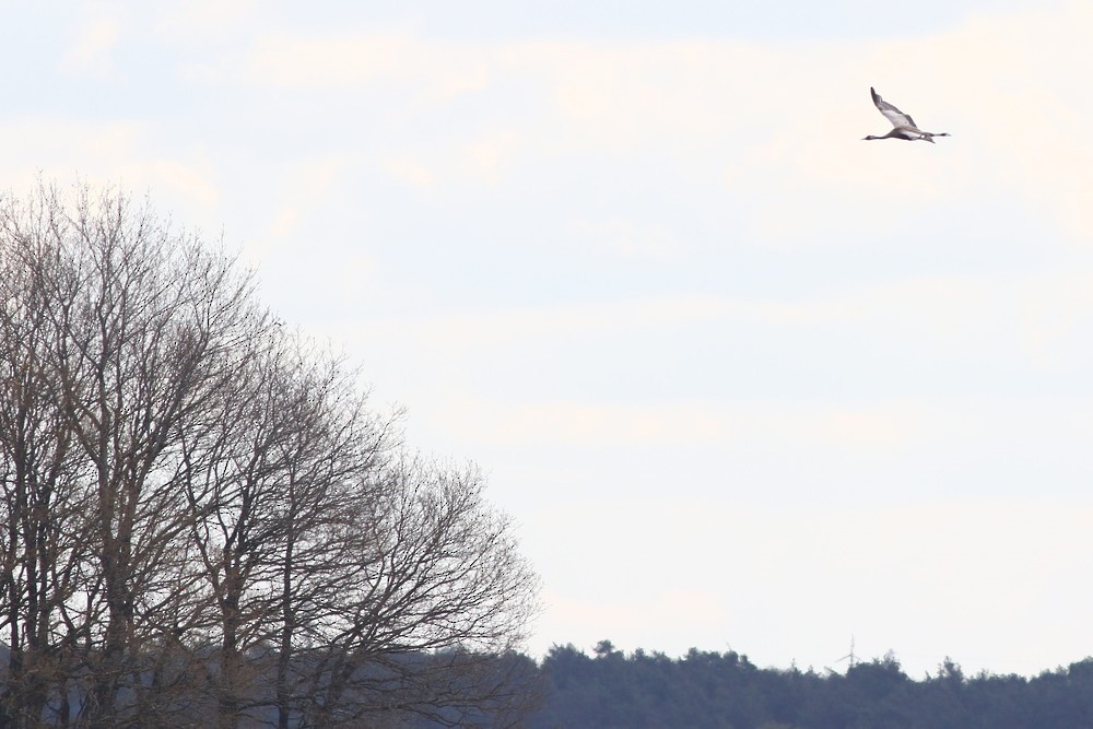 Common Crane - ML609140274