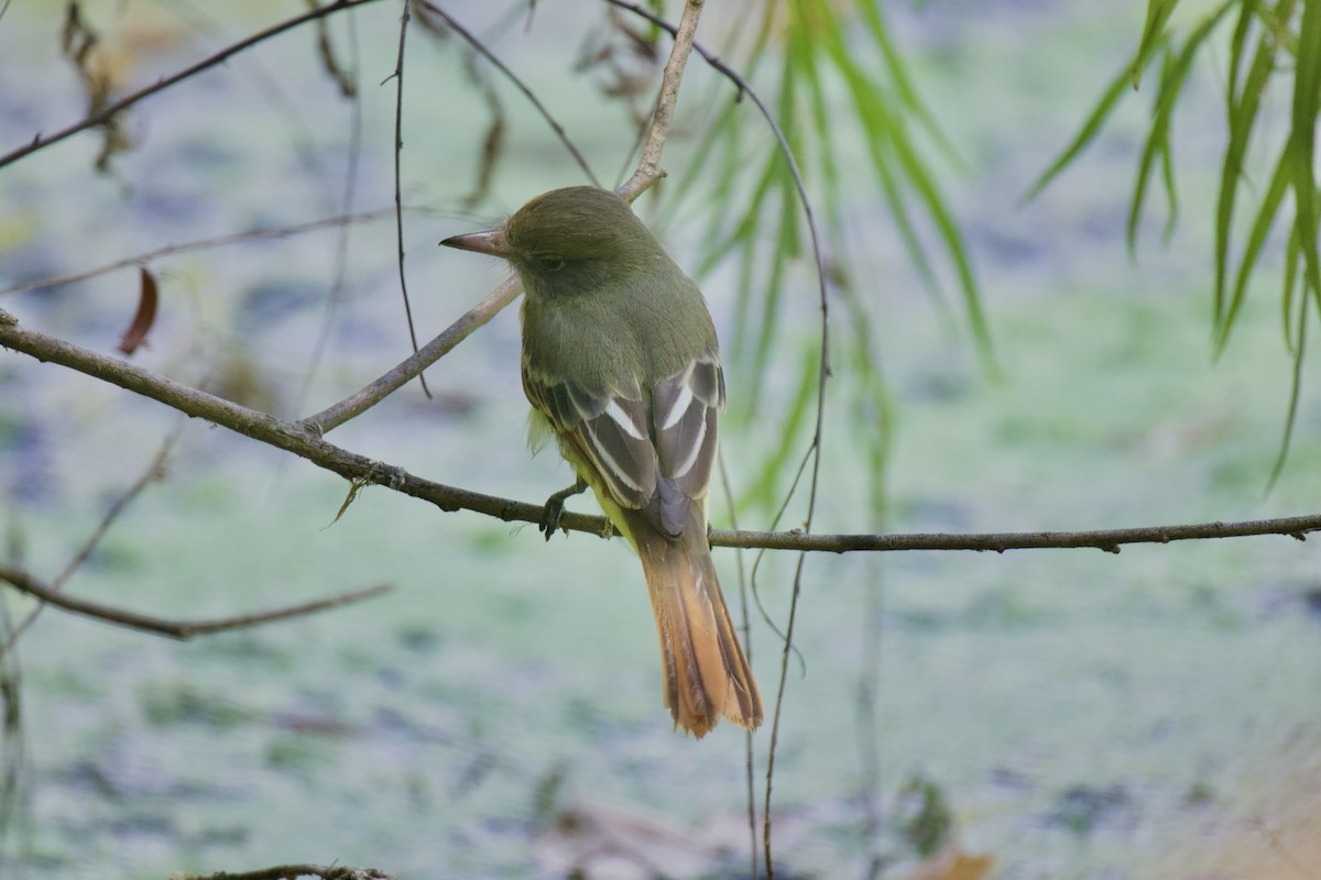 Great Crested Flycatcher - ML609140310