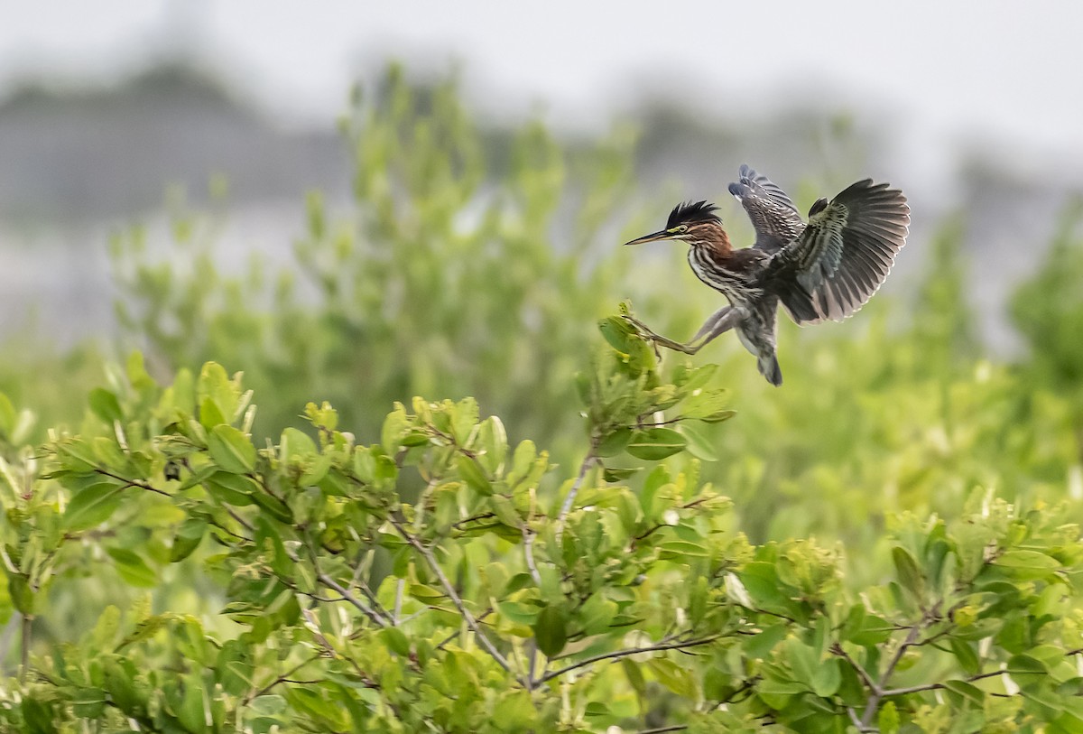 Green Heron - ML609140319