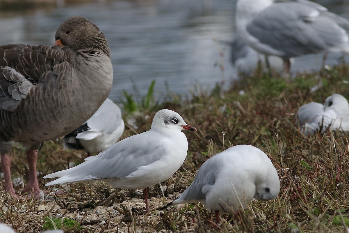 Mediterranean Gull - ML609140413