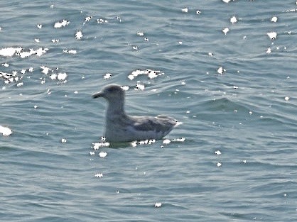 gull sp. - Rosanne Petrich