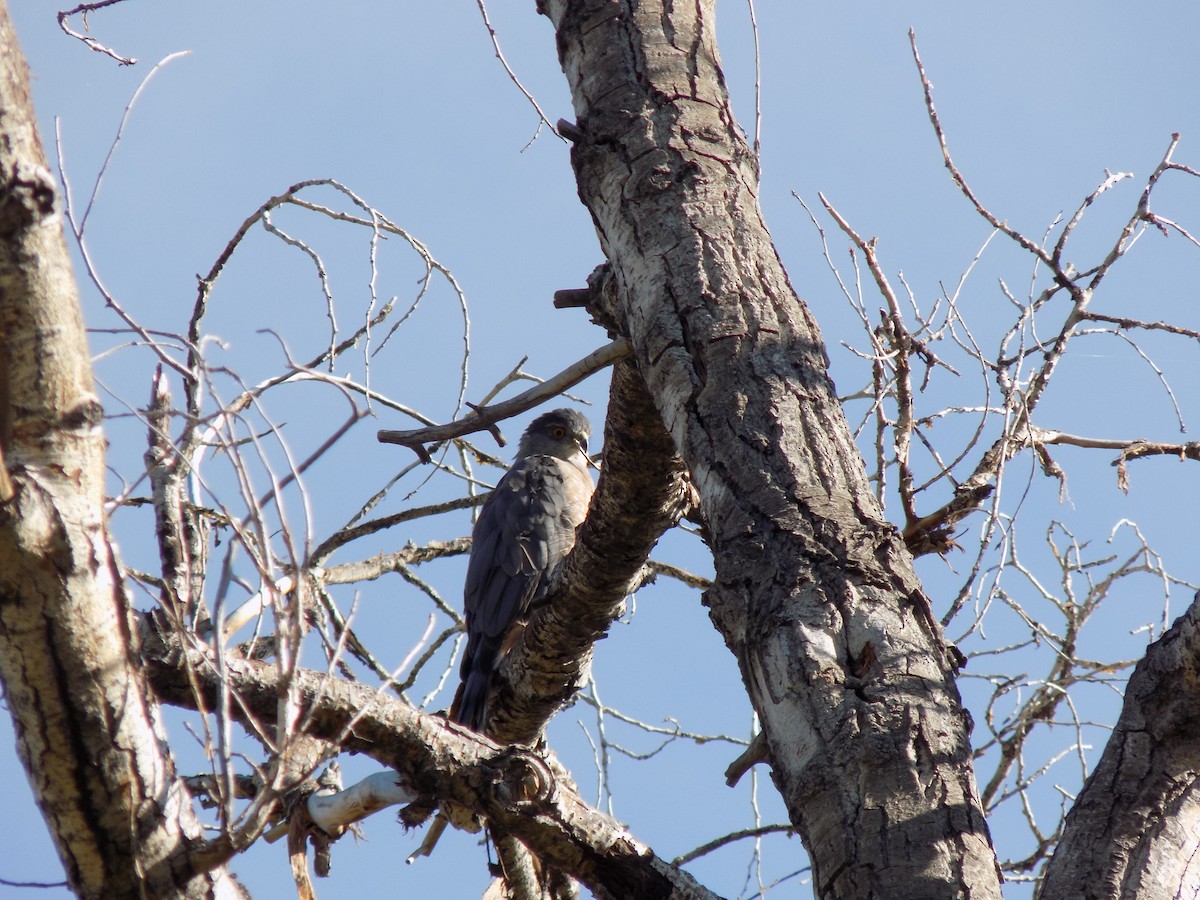 Cooper's Hawk - ML609140604