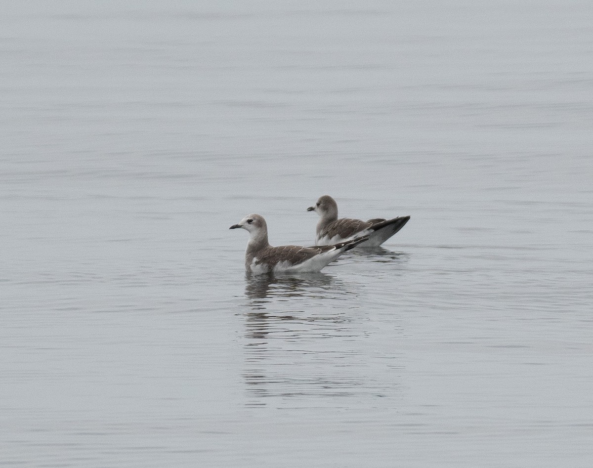 Sabine's Gull - ML609140782