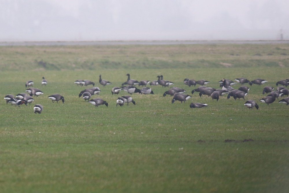 Brant (Pale-bellied) - ML609140799