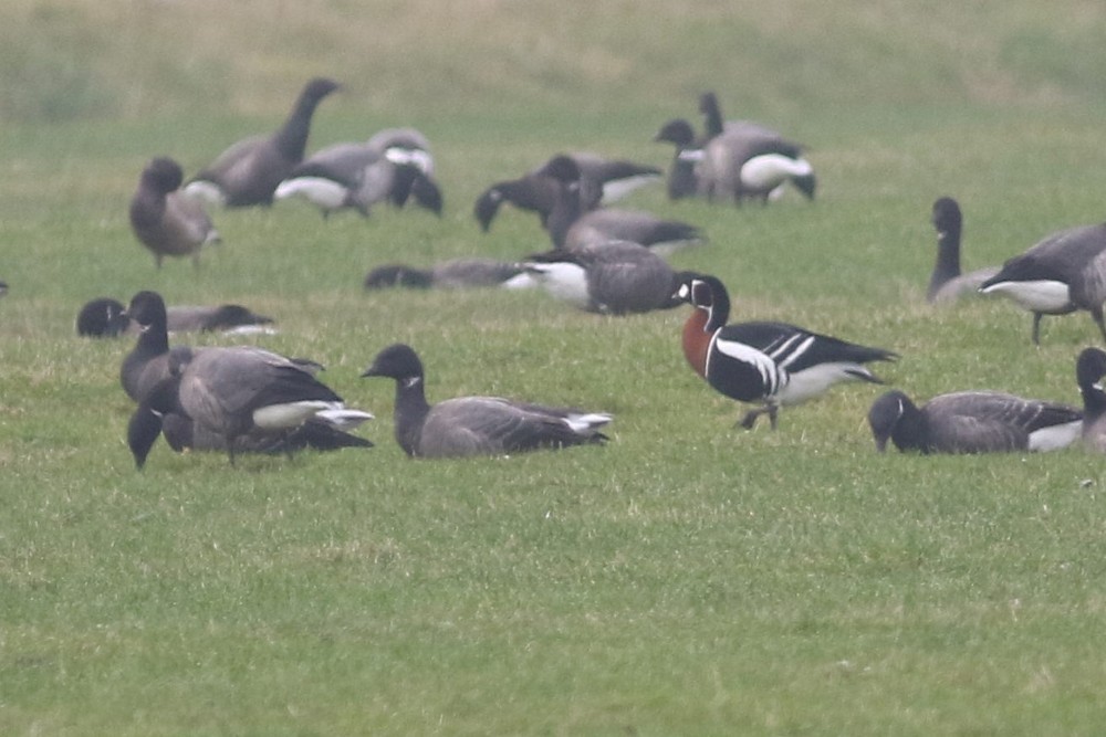 Red-breasted Goose - ML609140810