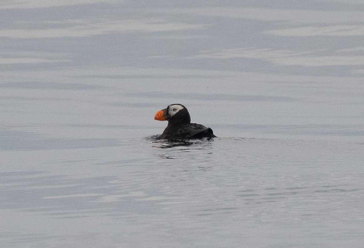 Tufted Puffin - ML609141104