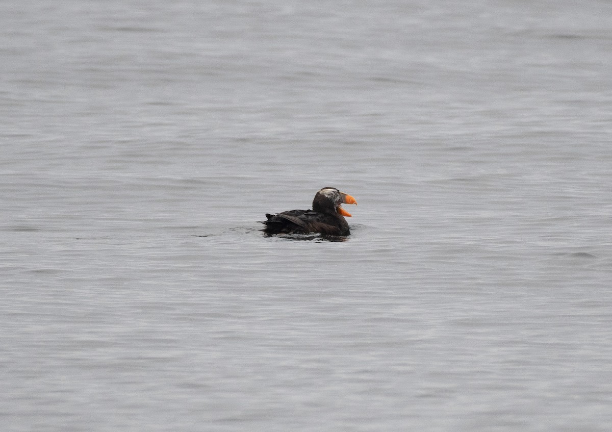 Tufted Puffin - ML609141105