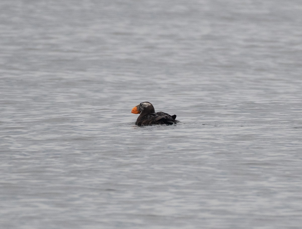 Tufted Puffin - ML609141106