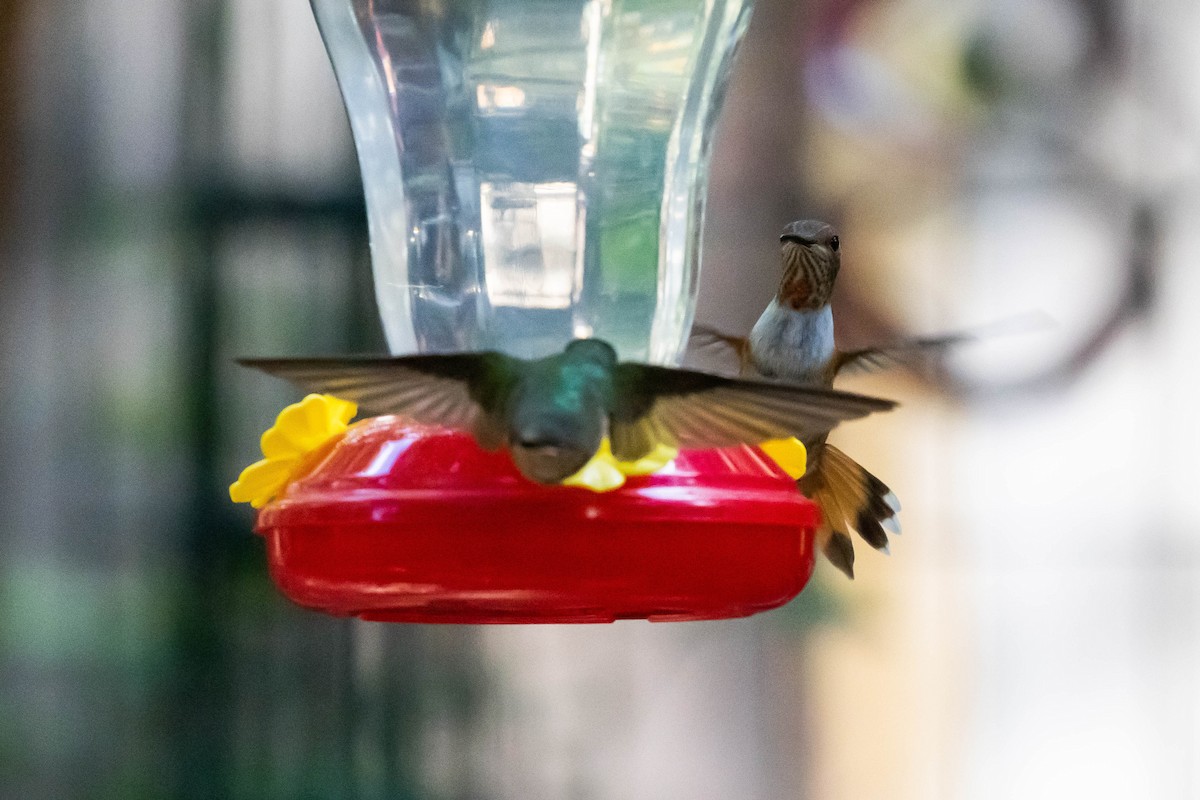 Rufous Hummingbird - ML609141195