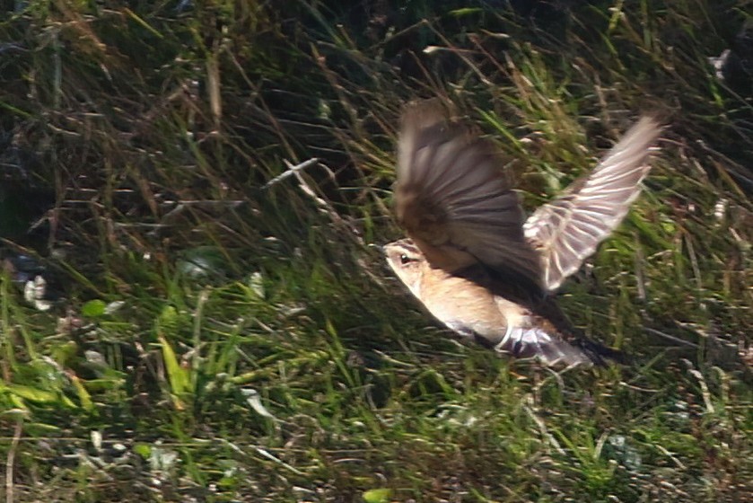 Whinchat - ML609141293