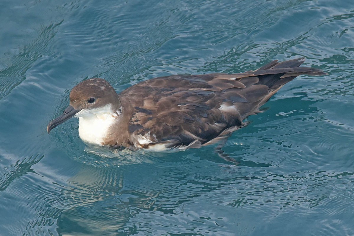 Great Shearwater - ML609141337