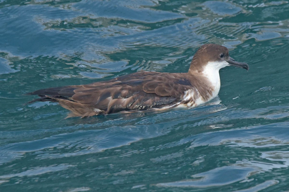 Great Shearwater - ML609141339