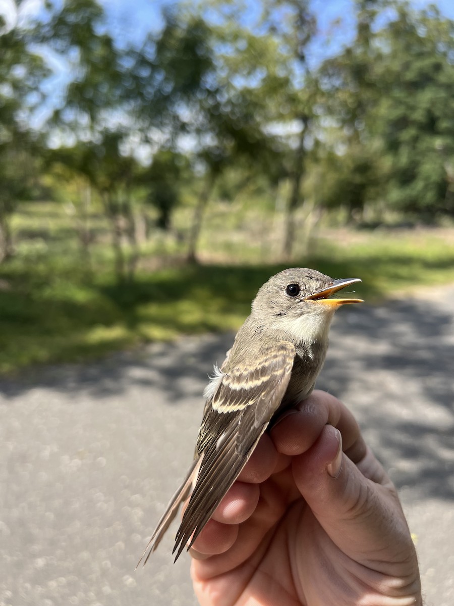 Western/Eastern Wood-Pewee - ML609141407