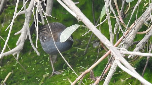 Dot-winged Crake - ML609141415