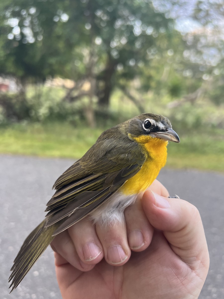Yellow-breasted Chat - Tom  Brown