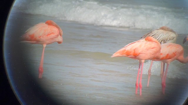 American Flamingo - ML609141477