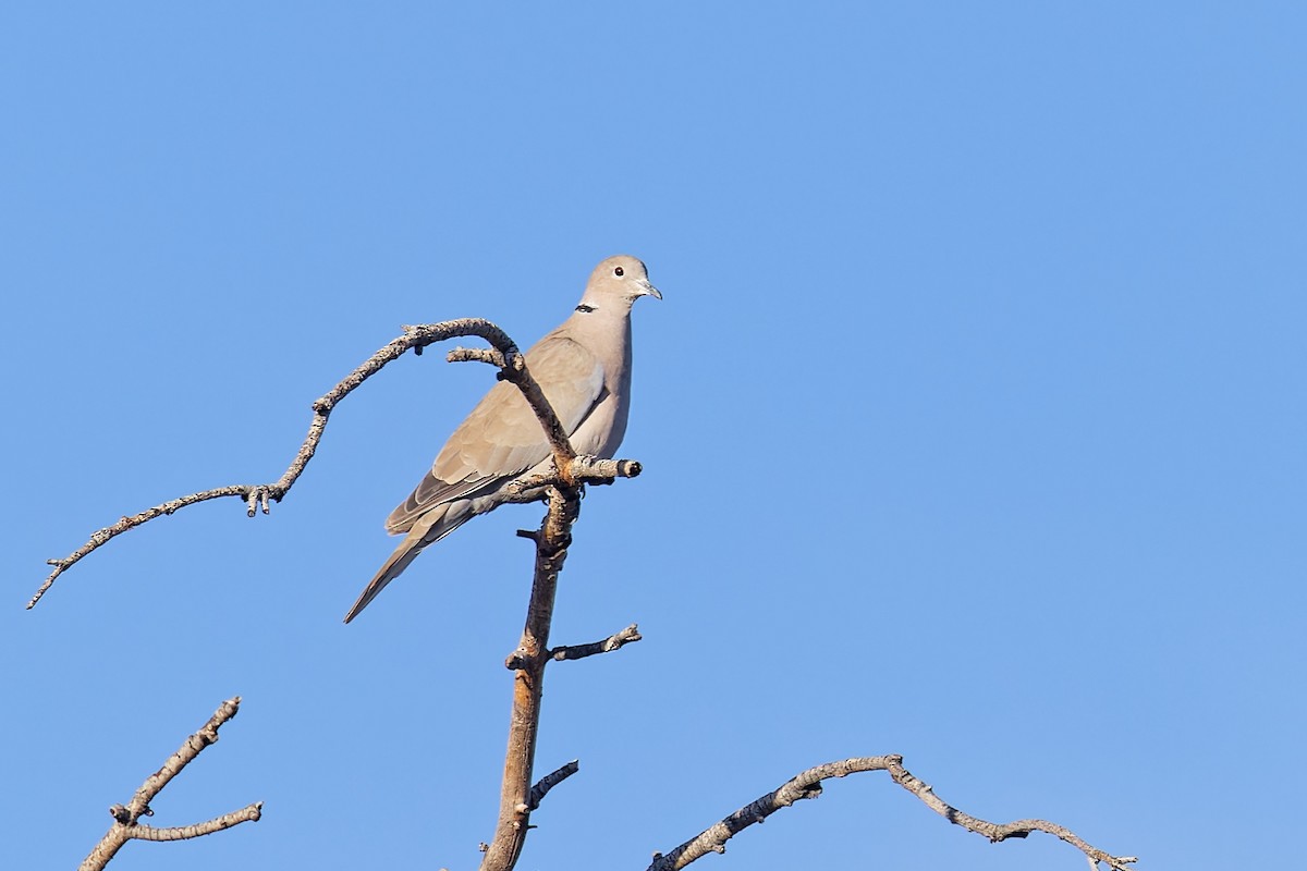 Eurasian Collared-Dove - ML609141481