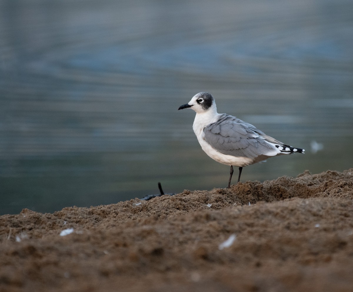 Franklin's Gull - Henry  Trimpe