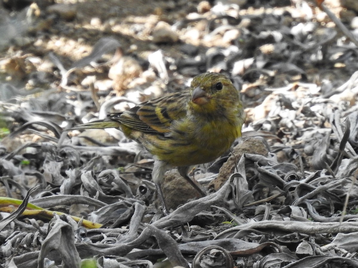 Island Canary - ML609141535