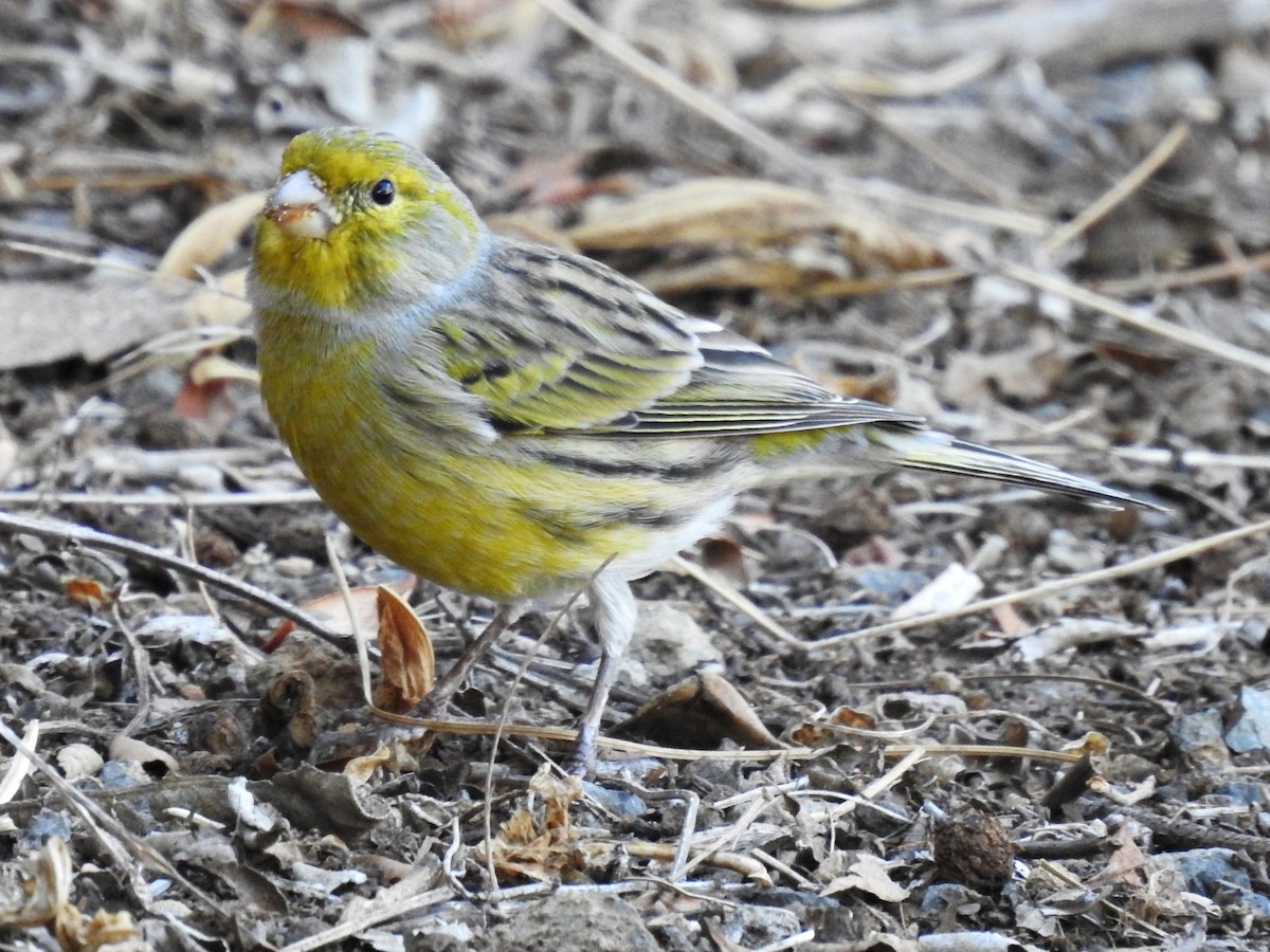 Island Canary - ML609141540