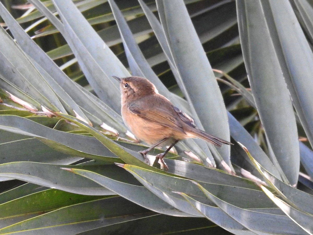 Canary Islands Chiffchaff - ML609141560