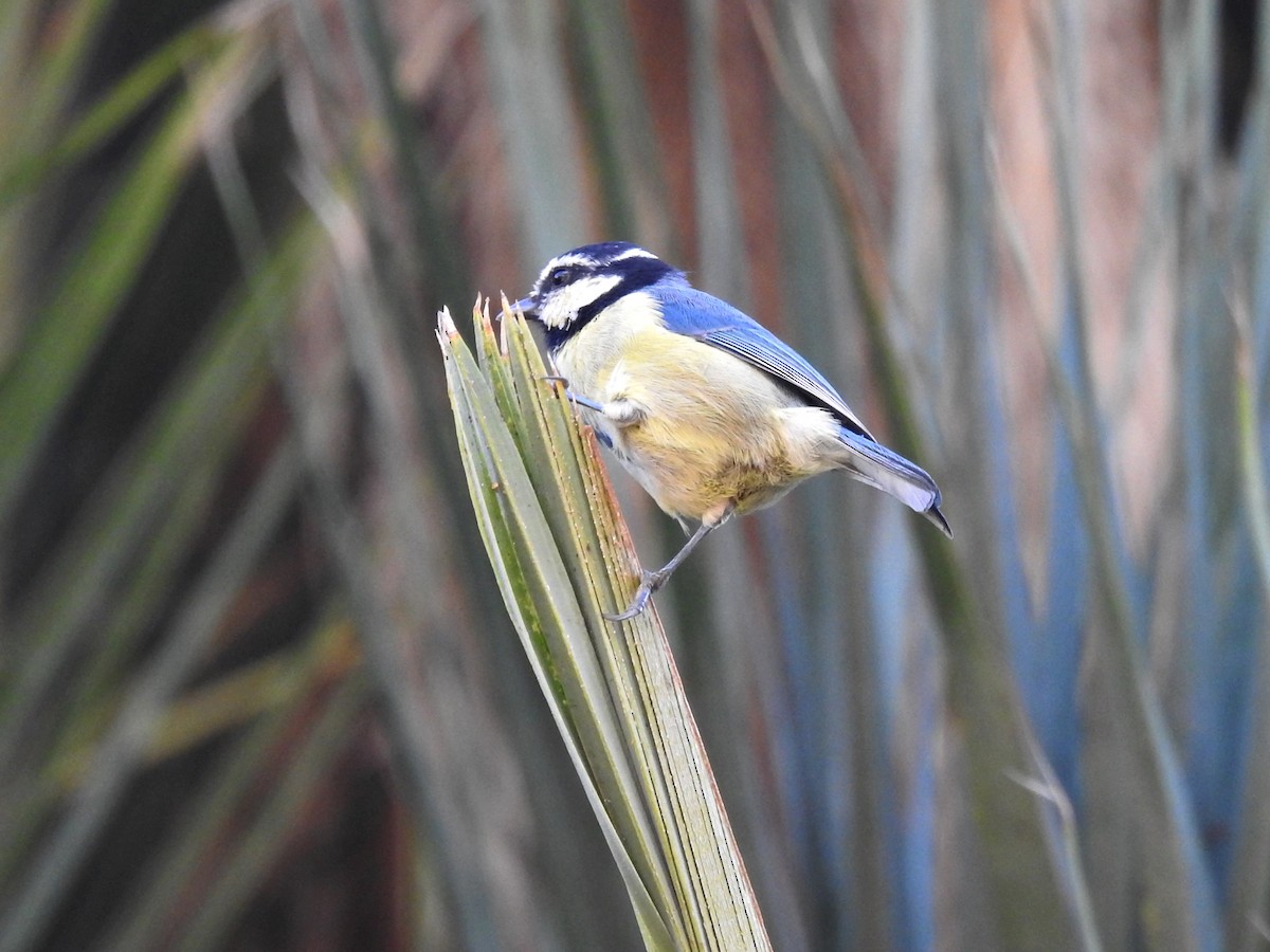 African Blue Tit - ML609141576