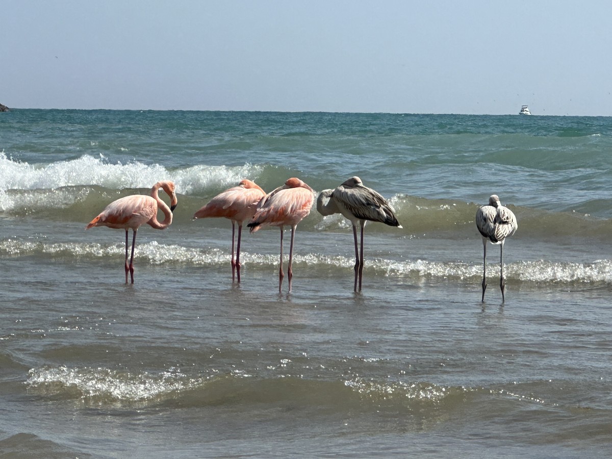 American Flamingo - Bill Grossmeyer