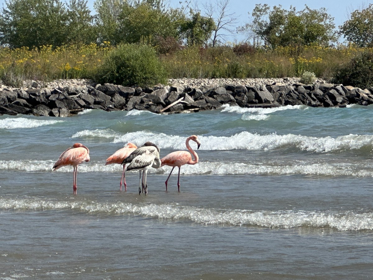 American Flamingo - Bill Grossmeyer