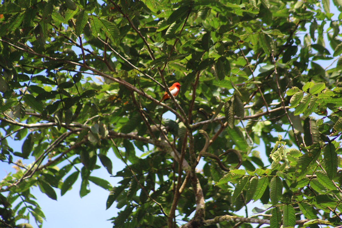 Scarlet-and-white Tanager - ML609141882