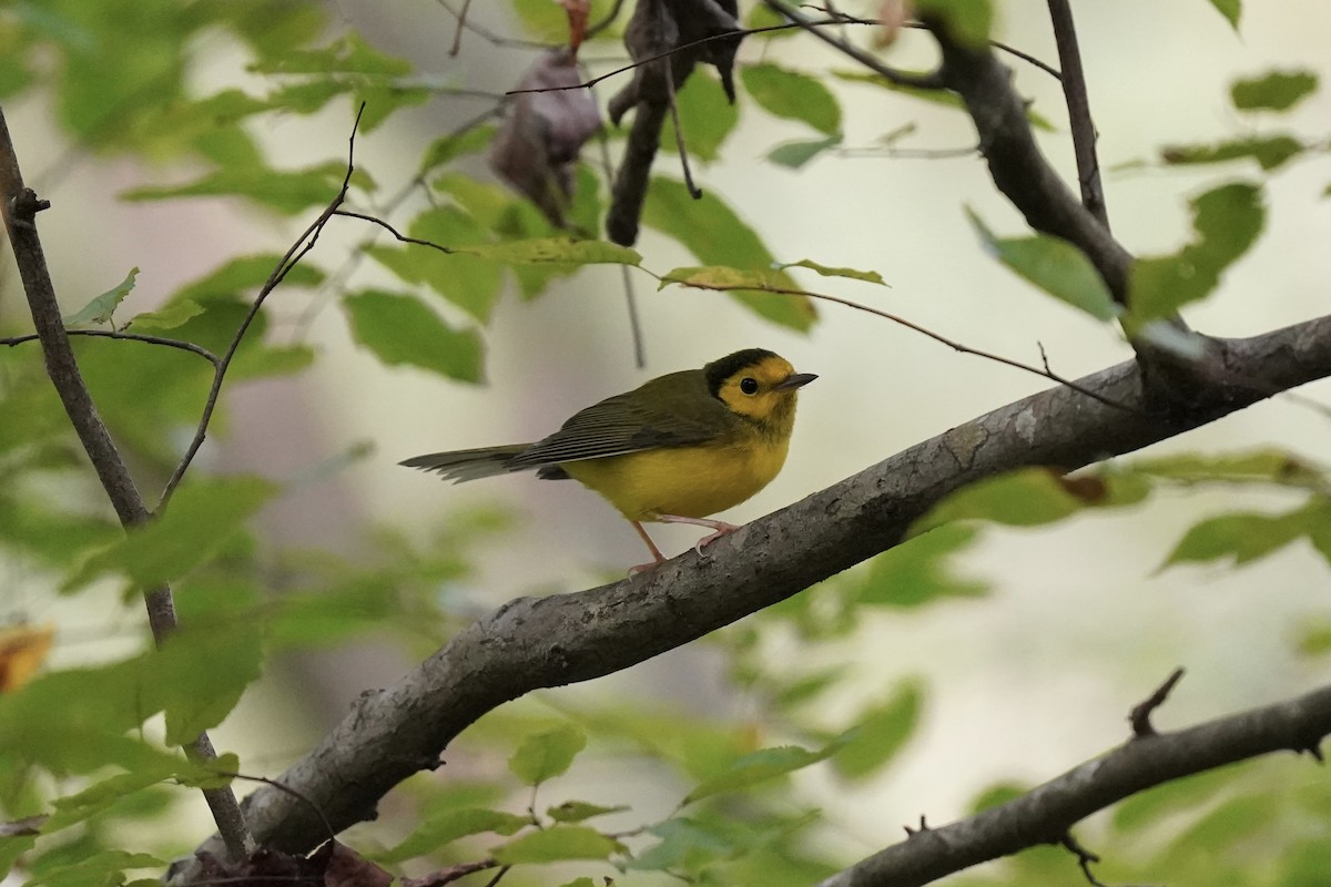 Hooded Warbler - ML609141953