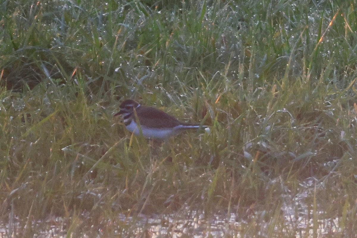 Killdeer - ML609142003