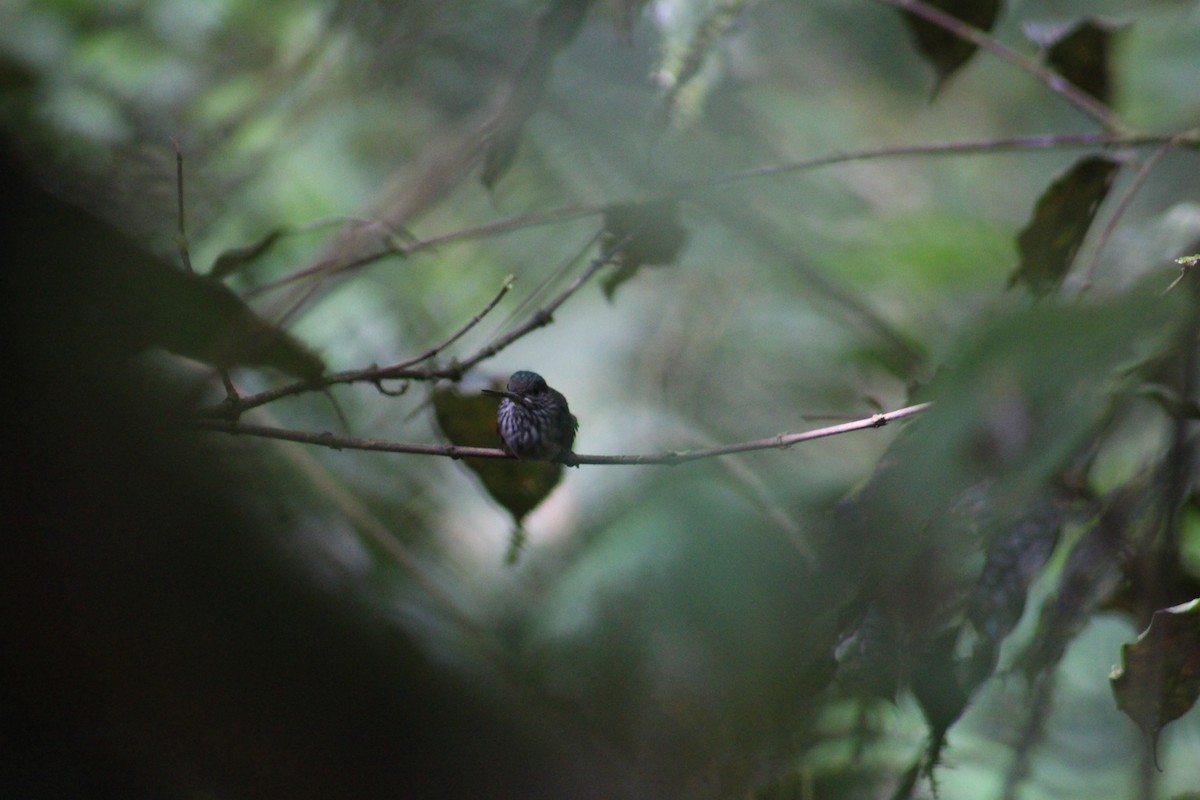 Tooth-billed Hummingbird - ML609142007