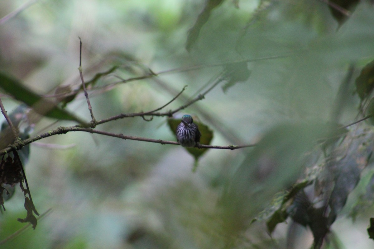 Tooth-billed Hummingbird - ML609142080