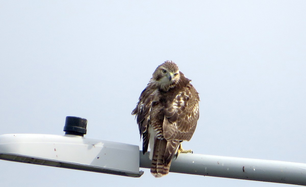 Red-tailed Hawk - Nick Dawson