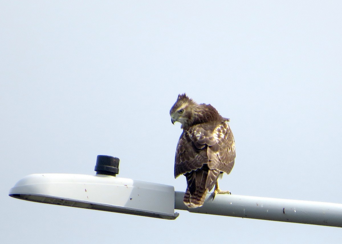 Red-tailed Hawk - ML609142148