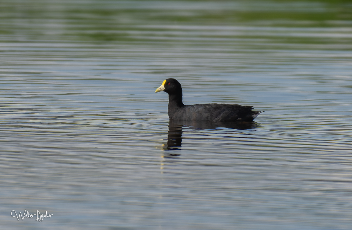 Foulque leucoptère - ML609142182