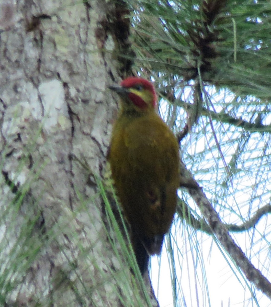 Stripe-cheeked Woodpecker - ML609142199