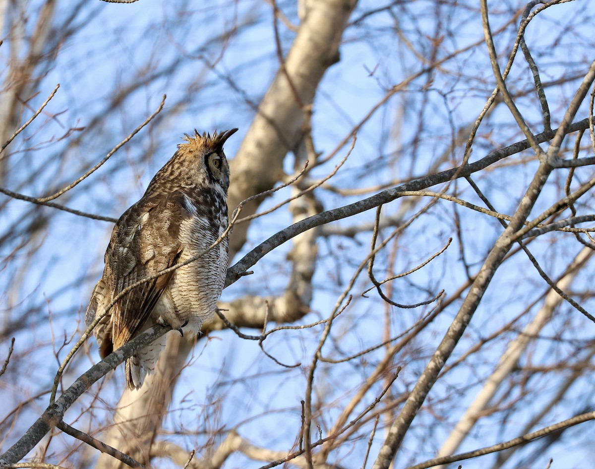 Great Horned Owl - ML609142259
