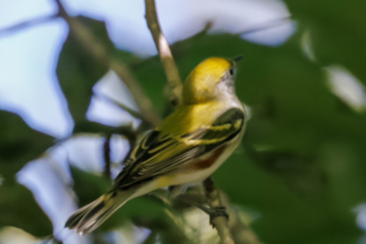 Chestnut-sided Warbler - Susan Killeen