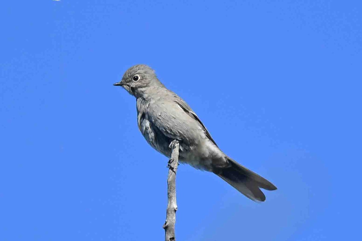 Townsend's Solitaire - ML609142371