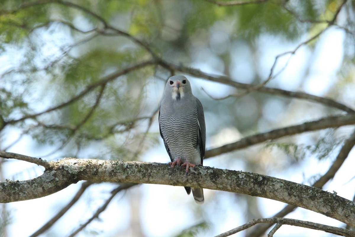 Lizard Buzzard - ML609142384