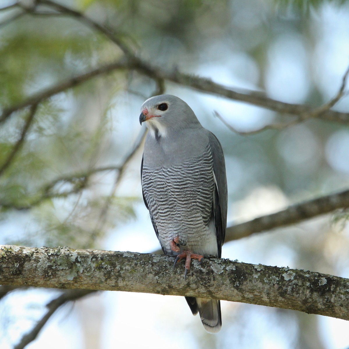 Lizard Buzzard - ML609142385