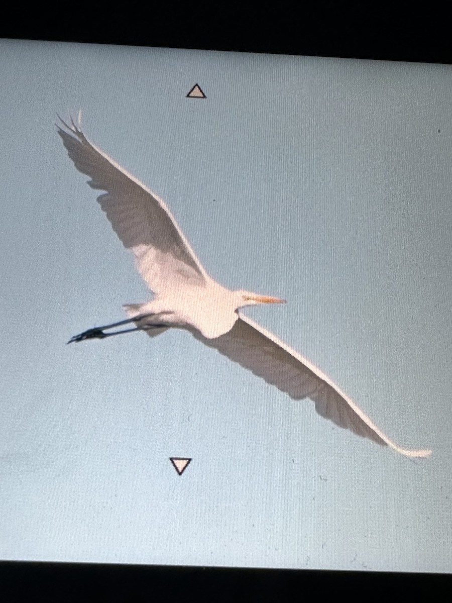 Great Egret - ML609142392