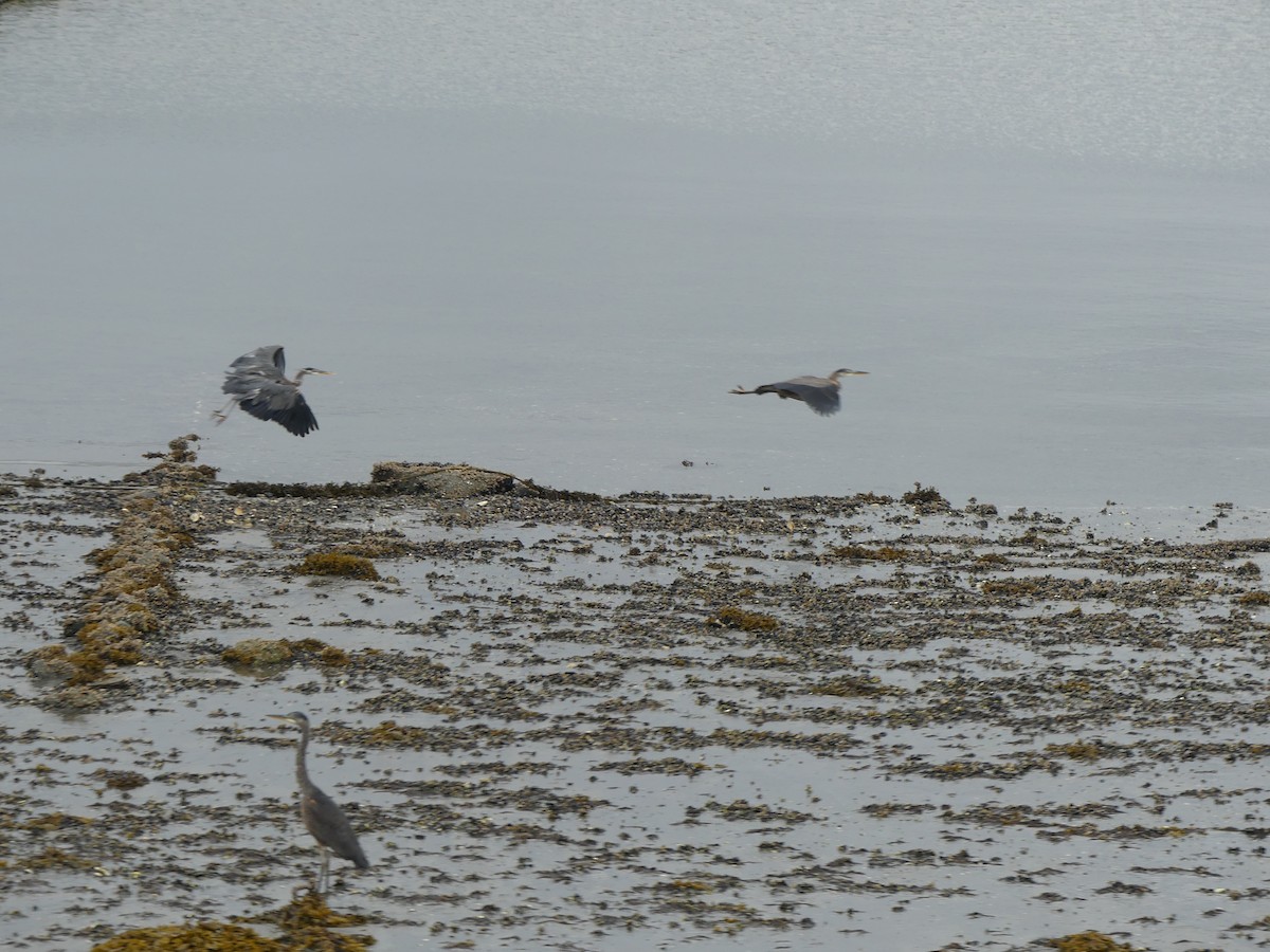 Great Blue Heron - ML609142419