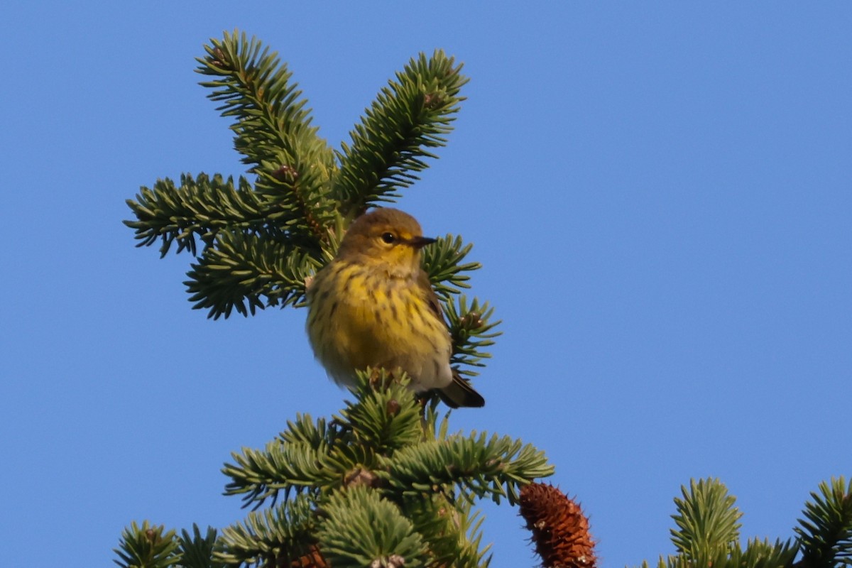 Cape May Warbler - David Nelson