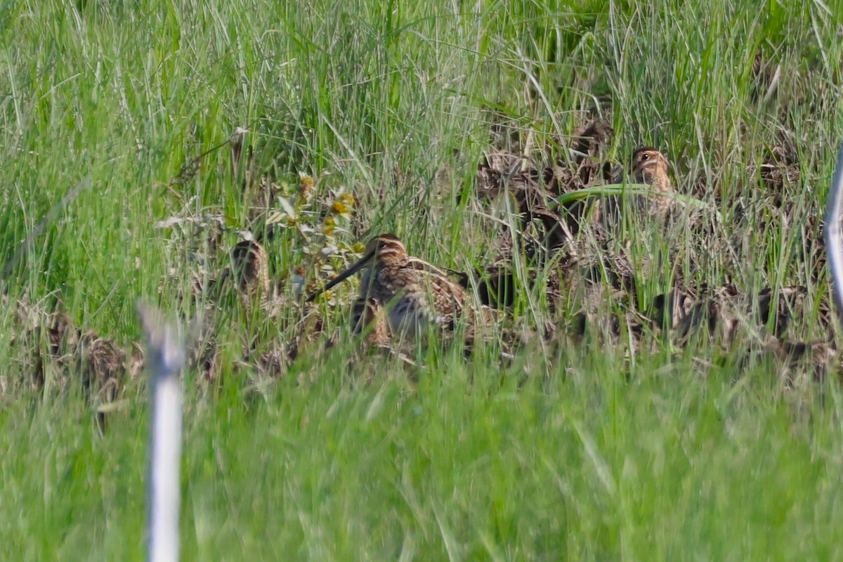 Wilson's Snipe - ML609142559